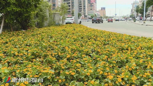 上新 了 16萬株時(shí)花扮靚鳳城迎 雙節(jié)