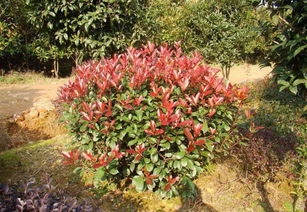 武漢園林綠化景觀設(shè)計小區(qū)園林施工綠化養(yǎng)護(hù)方案設(shè)計維護(hù)