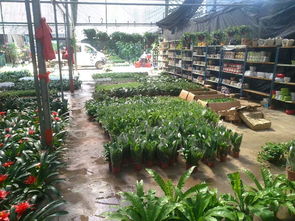 一站式園林綠化與體育設(shè)施服務(wù) 苗圃開業(yè)花籃、養(yǎng)護與工程施工